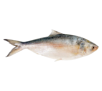 Hilsa Fish Whole