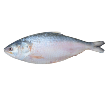 Hilsa Fish Whole